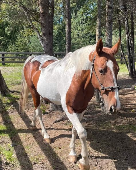 calgary kjiji|kijiji calgary horses for sale.